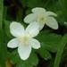 Columbian Windflower - Photo (c) Mike Patterson, some rights reserved (CC BY-NC)