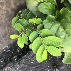 Phyllanthus tenellus