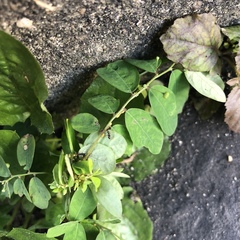 Phyllanthus tenellus