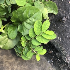 Phyllanthus tenellus