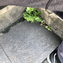 Phyllanthus tenellus