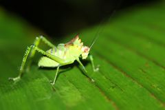 Nicklephyllum acanthonotum