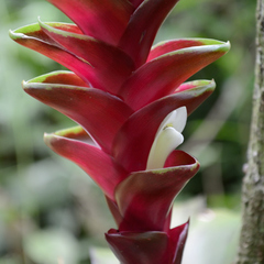 Tillandsia heliconioides