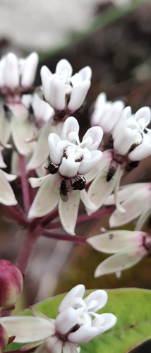 Asclepias jorgeana (Asclepias jorgeana)