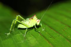 Nicklephyllum acanthonotum