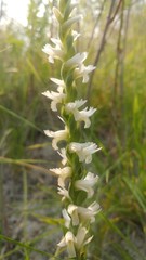 Spiranthes diluvialis