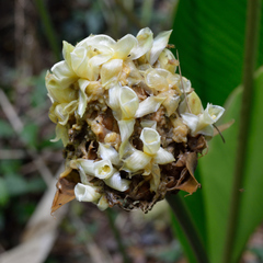 Goeppertia inocephala