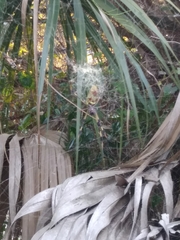 Trichonephila clavipes image