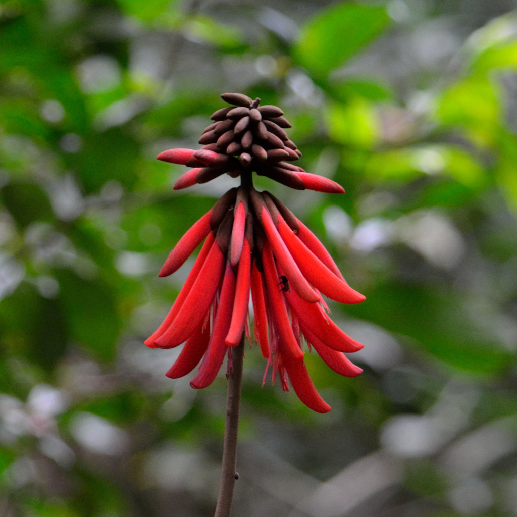 Erythrina folkersii
