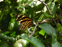 Eueides isabella eva