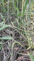 Ophioglossum pusillum