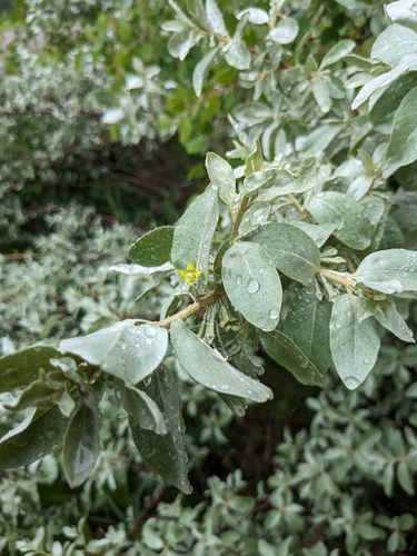 Silverberry (Elaeagnus commutata)
