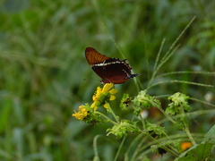 Siproeta epaphus epaphus