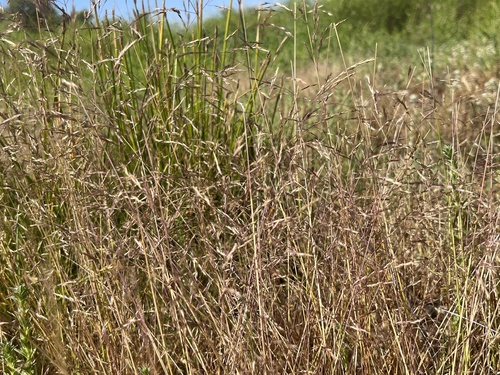 Deschampsia danthonioides iNat (1)