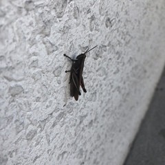 Insecta