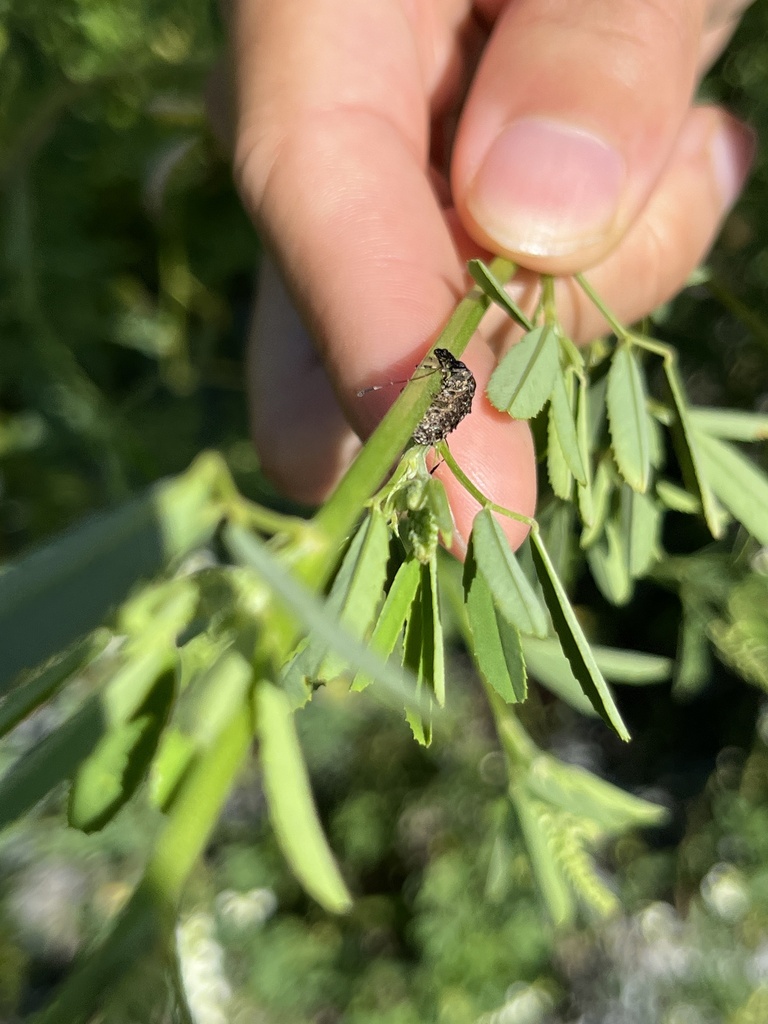 Banded Fungus Weevil