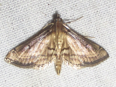 Marasmia cochrusalis