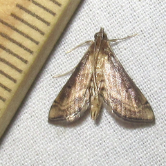 Marasmia cochrusalis