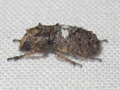 Toxonotus cornutus