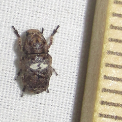 Toxonotus cornutus