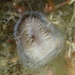 Disporella novaehollandiae - Photo (c) Zachary Robertson, some rights reserved (CC BY-NC), uploaded by Zachary Robertson