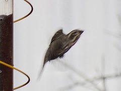 Haemorhous purpureus purpureus