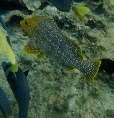 Dermatolepis dermatolepis