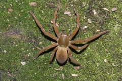 Neosparassus patellatus