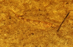 Pseudaphritis urvillii