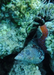 Triplofusus princeps