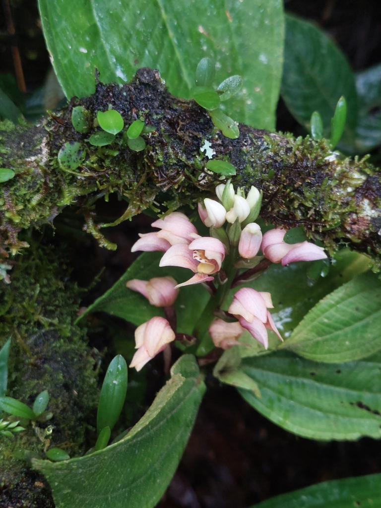 Govenia fasciata