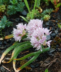 Allium crenulatum