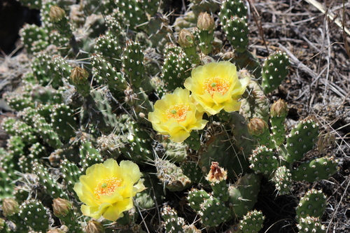 Opuntia fragilis (Nutt.) Haw.