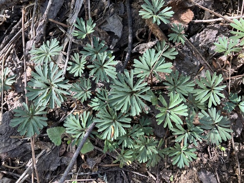 Image of Viola sheltonii by no rights reserved