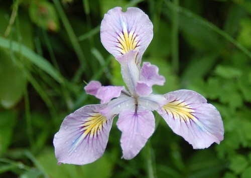 Oregon iris