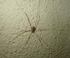 Leuronychus pacificus