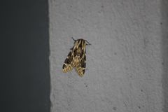 Hypercompe nemophila