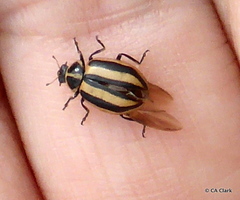 Paranaemia vittigera