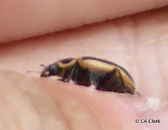 Paranaemia vittigera