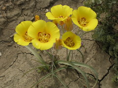 Calochortus aureus