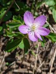 Anemone oregana, photograph David Anderson, CC BY, iNaturalist via GBIF