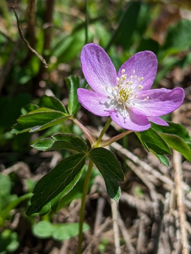 Anemone oregana, photograph 3