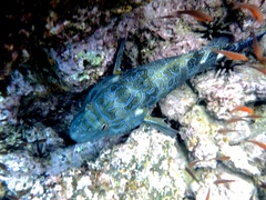 Cirrhitus rivulatus
