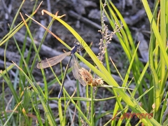 Lestes macrostigma