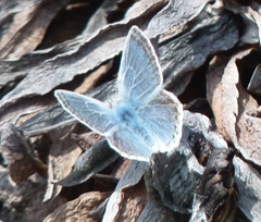 Icaricia icarioides parapheres