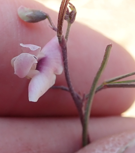 Thin Butterflypea (Dolichos angustissimus)