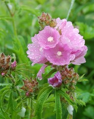 Sidalcea hirtipes