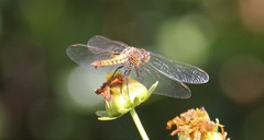 Erythrodiplax corallina