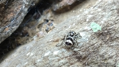 Corythalia argentinensis