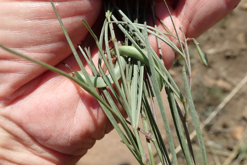 Image of Dolichos angustissimus by no rights reserved